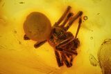 Detailed Fossil Fly, Ant and Spider in Baltic Amber #128329-4